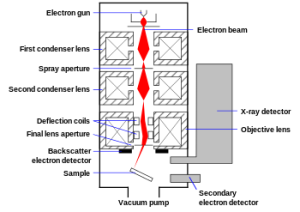 Scanning Electron Microscopy